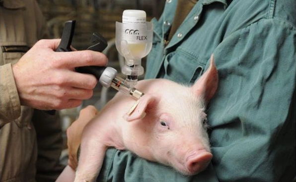 Свиной грипп обнаружили в 74 регионах России