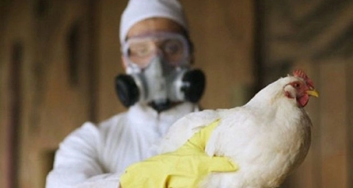В Чехии зафиксирована крупнейшая вспышка птичьего гриппа