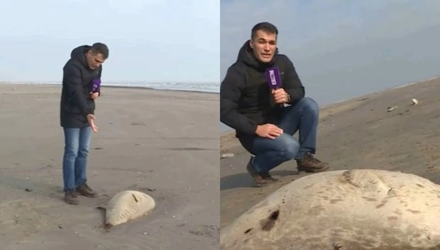 На берегу Каспийского моря обнаружили мертвых нерп - ВИДЕО