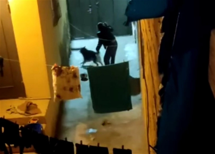 В Баку оштрафовали женщину, которая регулярно избивала свою собаку - ВИДЕО/ОБНОВЛЕНО
