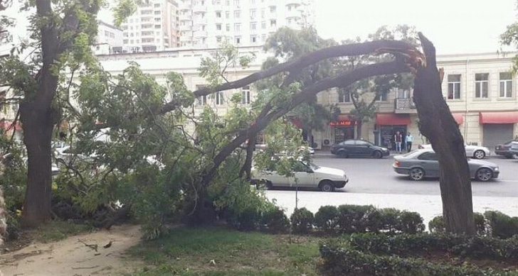 В Баку сильный ветер повалил деревья - ФОТО