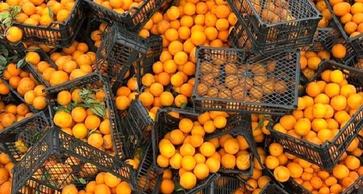 В завезенных в страну из Ирана апельсинах был обнаружен опасный вирус