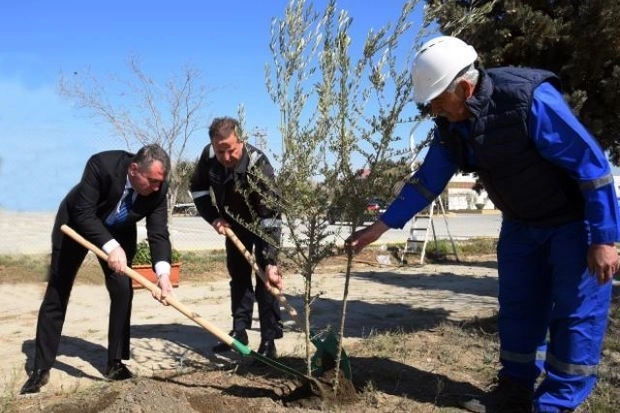 Госагентство в рамках года Гейдара Алиева провело акцию по посадке деревьев - ФОТО