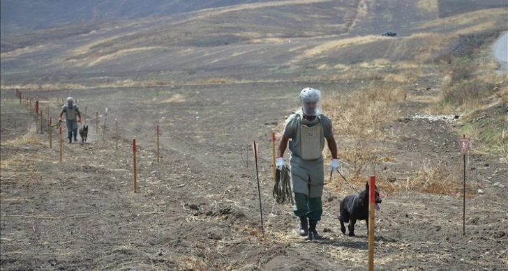 В Азербайджан доставлены еще пять собак-миноискателей