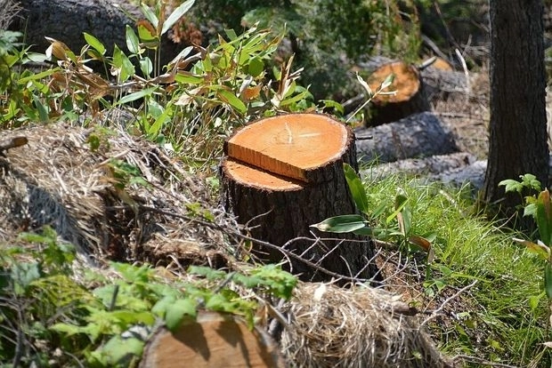 Житель Баку поплатился за вырубку деревьев – ФОТО