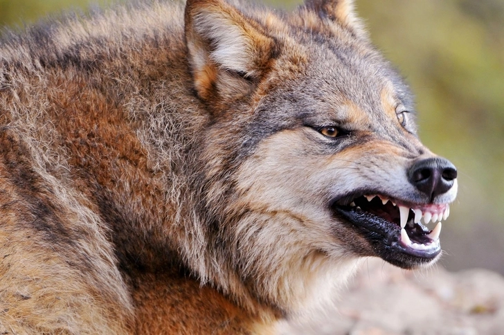 В Барде волки напали на село