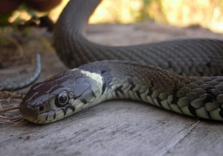 В детском саду в Губе обосновались змеи - ВИДЕО