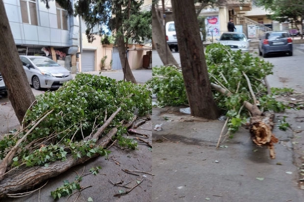 В Баку вырубают деревья с корнем после их обрезки? - ВИДЕО