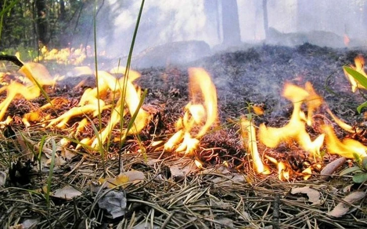 Увеличилось число погибших в результате лесного пожара на востоке Казахстана