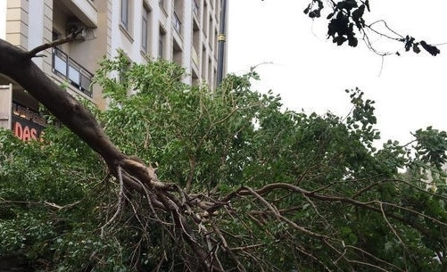 В Баку сломанное дерево преградило дорогу пешеходам - ФОТО