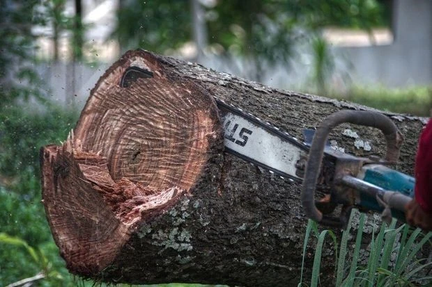 В Баку строительная компания незаконно вырубила деревья