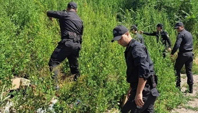 Рейд СГБ и МВД в Лачыне: уничтожено свыше 2 300 кг наркосодержащих растений