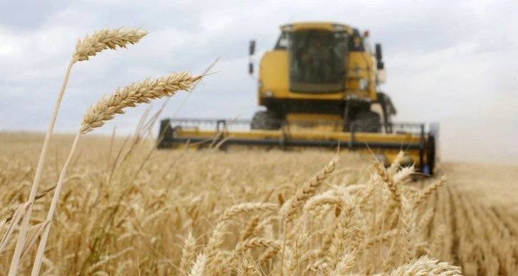 Пшеница резко подорожала после прекращения действия зерновой сделки