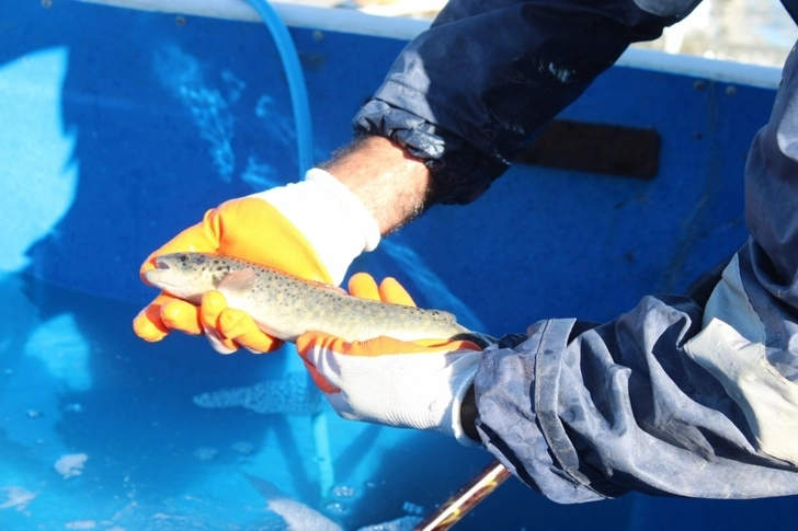 В Нефтчале выпущены в море 300 каспийских лососей - ФОТО