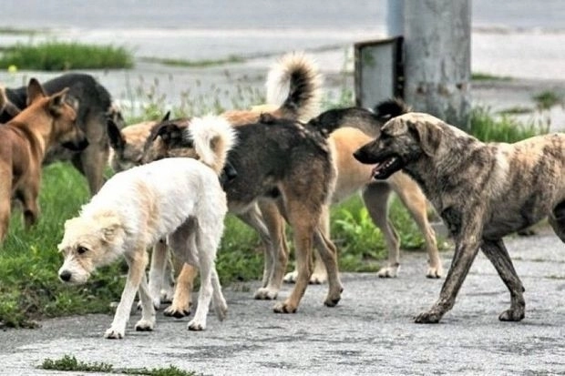 В Шеки бродячие собаки нападают на людей - ВИДЕО