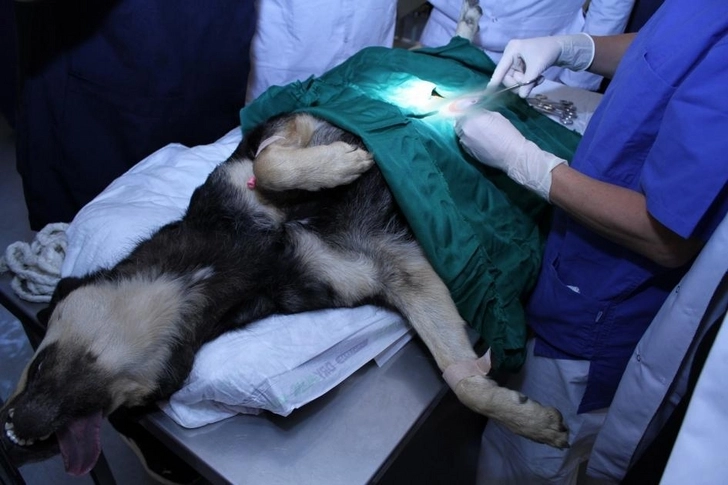 Фонд Брижит Бардо проведет массовую стерилизацию собак в Азербайджане