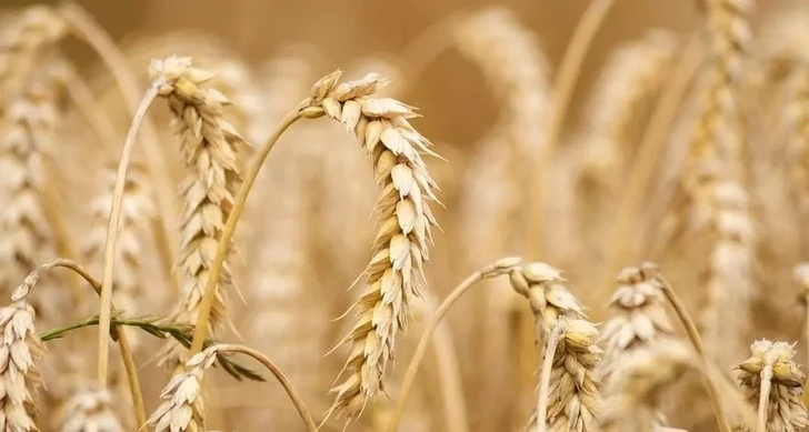 Россия ввела временный запрет на экспорт твердой пшеницы