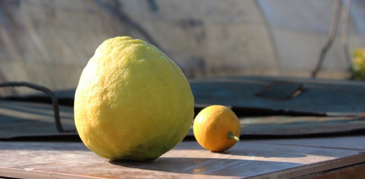 Рекордсмен среди лимонов: его вес превышает полкило, а цена колеблется в пределах 2-3 манатов - ФОТО