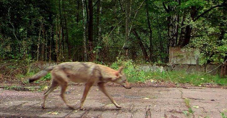 Американские ученые обнаружили у волков Чернобыля геном, позволяющий не умереть от рака