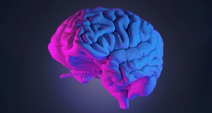 Американские ученые зафиксировали рост объема мозга человека