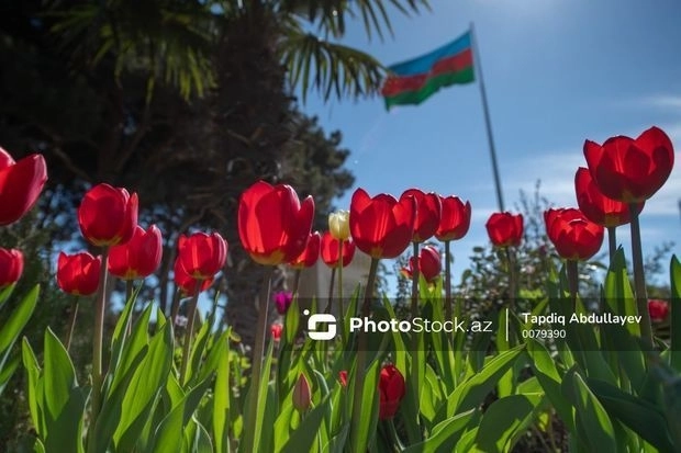 Маленькие островки зеленых газонов на бакинском бульваре пестрят разноцветными тюльпанами - ФОТОРЕПОРТАЖ