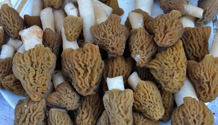 От 30 до 45 манатов за килограмм: почему первые грибы весны так дорого стоят? - ВИДЕО