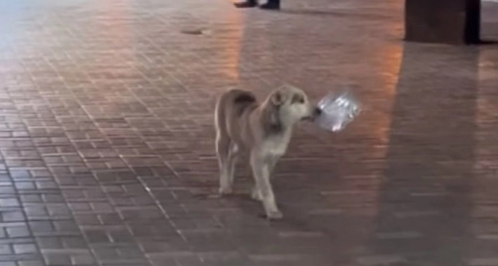 В Сумгайыте бродячий пес просил воду у прохожих - ВИДЕО