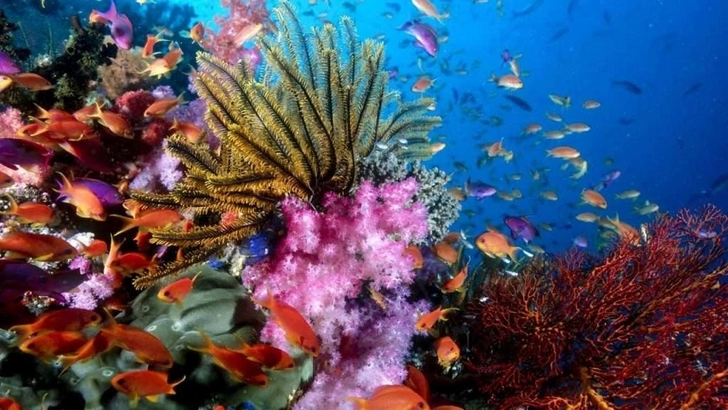 Ученые бьют тревогу: прибрежным водам Мадагаскара угрожает массовая гибель кораллов