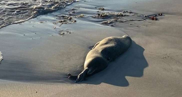 На побережье Каспия в Казахстане обнаружены туши мертвых тюленей