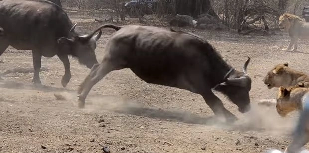Стадо быков победило львиц в Замбии – ВИДЕО