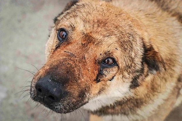 В Баку душевнобольной зоофил насилует кошек и собак