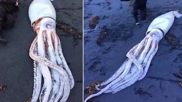 В Новой Зеландии нашли гигантского кальмара  - ФОТО