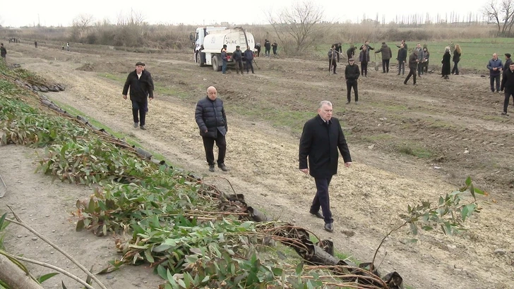 Media.az - Новости Азербайджана - В Сабирабаде прошла акция по посадке деревьев