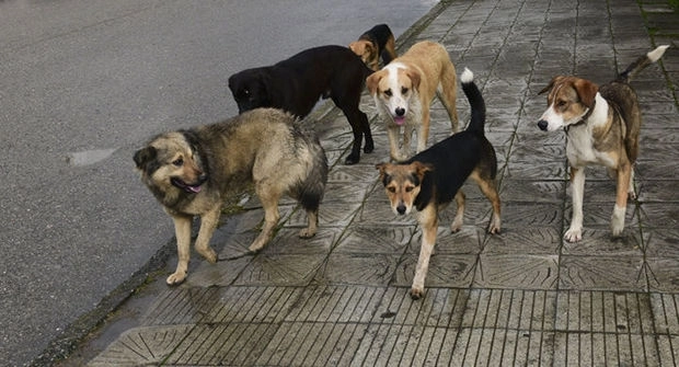 Стаи бездомных собак в Баку: Что делать?! – ВИДЕО