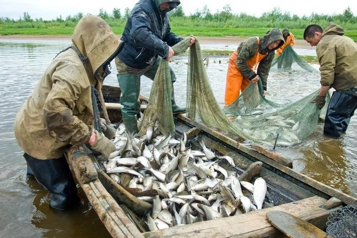 Рыболовство выведут из-под моратория на проверки: Милли Меджлис готовит важные изменения