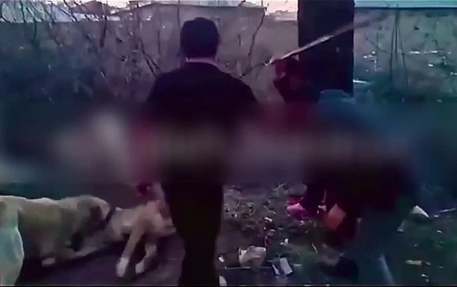 В Нахчыване задержаны лица, жестоко обращавшиеся с собаками на глазах у детей