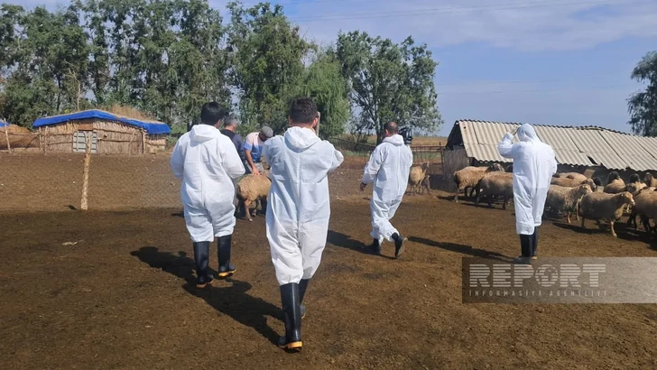 Media.az - Новости Азербайджана - В Агджабединском районе вакцинировали скот против ящура