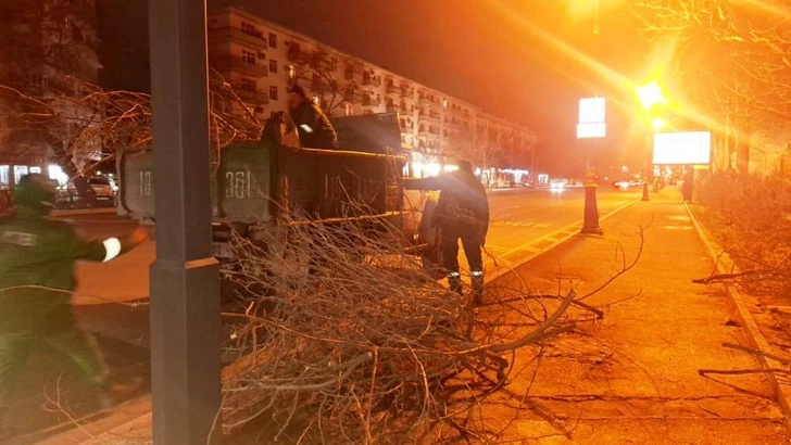 Media.az - Новости Азербайджана - В Баку сильный ветер повалил почти 80 деревьев
