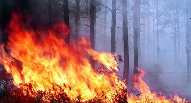 Лесной пожар в Гейчае