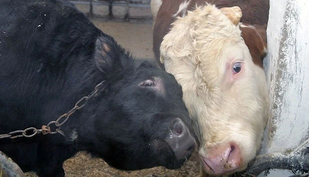 В России азербайджанцев осудили за хищение скота