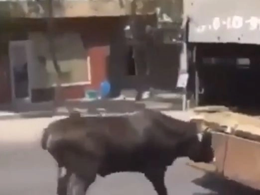 Наказан живодер, тащивший корову волоком за машиной в Баку – ВИДЕО