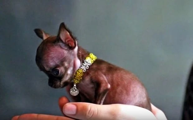 Самую маленькую собаку в мире клонировали в 49-й раз