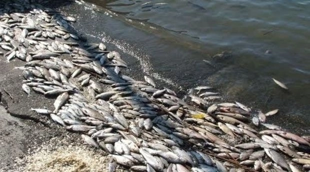 Массовая гибель рыбы в Бакинской бухте – ВИДЕО