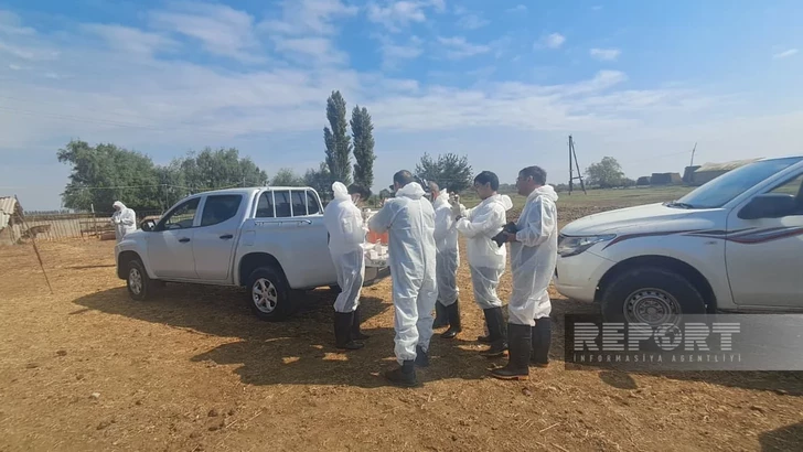 Media.az - Новости Азербайджана - В Агджабединском районе вакцинировали скот против ящура