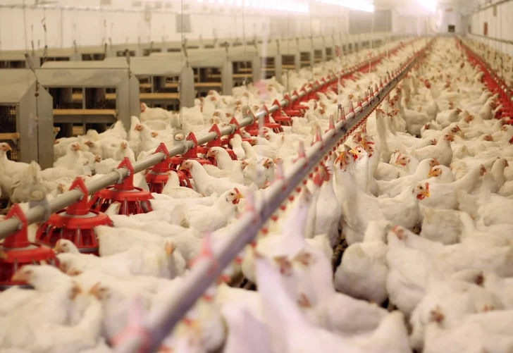 Азербайджан может стать крупным экспортером птицеводческой продукции