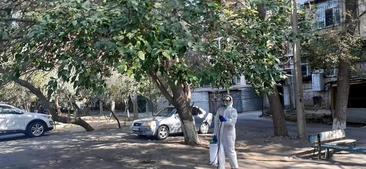 Media.az - Новости Азербайджана - Нашествие американской белой бабочки в Баку: опасность для растений