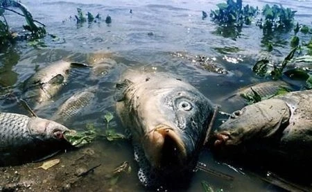Эколог: Гибель рыбы связана с отравлениями на хлопковых полях – ВИДЕО
