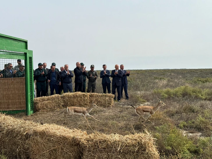 Media.az - Новости Азербайджана - В Аггельский национальный парк выпустили семь джейранов