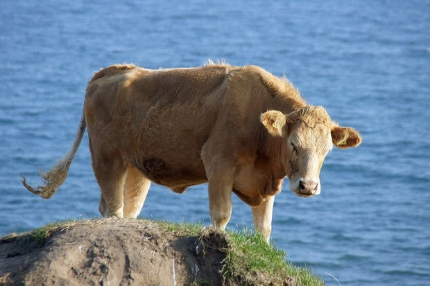 В Швеции из-за жары коровам разрешили купаться с нудистами