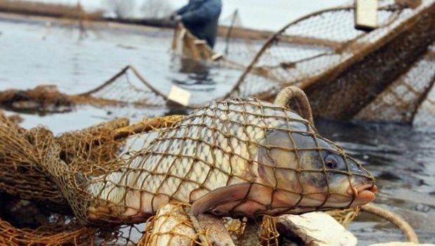 Азербайджанцы получили срок за браконьерство в Казахстане